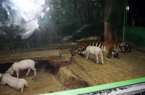 Picture 1 of Magical friendship between tigers and pigs