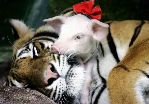 Picture 10 of Magical friendship between tigers and pigs