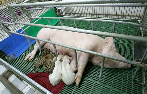 Picture 2 of Magical friendship between tigers and pigs