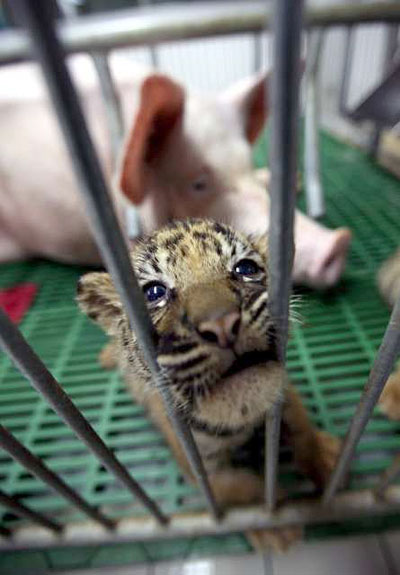 Picture 3 of Magical friendship between tigers and pigs