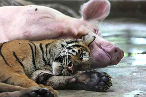 Picture 4 of Magical friendship between tigers and pigs