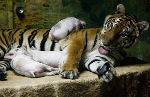 Picture 5 of Magical friendship between tigers and pigs