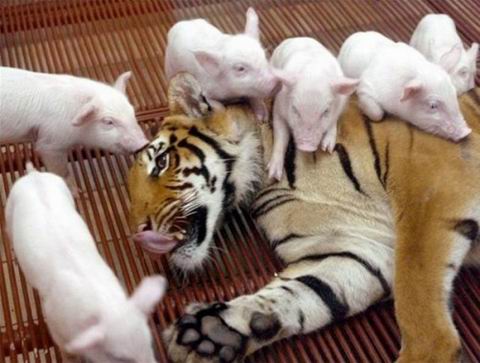 Picture 6 of Magical friendship between tigers and pigs