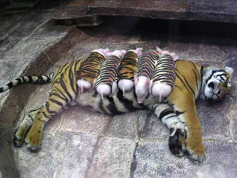 Picture 7 of Magical friendship between tigers and pigs