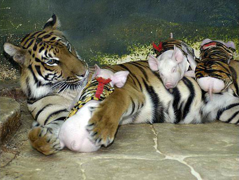 Picture 8 of Magical friendship between tigers and pigs