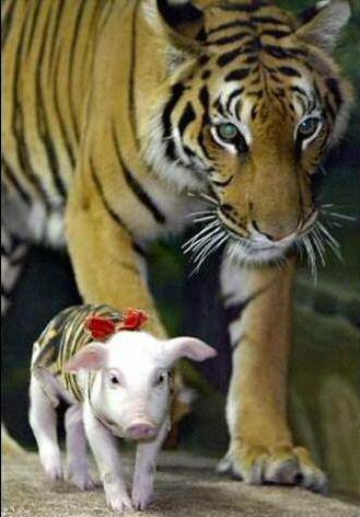 Picture 9 of Magical friendship between tigers and pigs