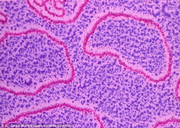 Picture 1 of Magical survival of DNA in space