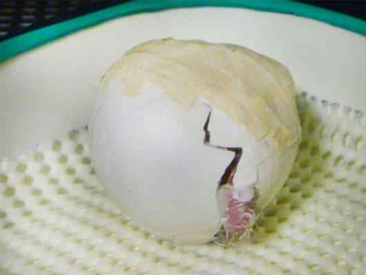 Picture 1 of Magically rare parrot born from stamping eggs