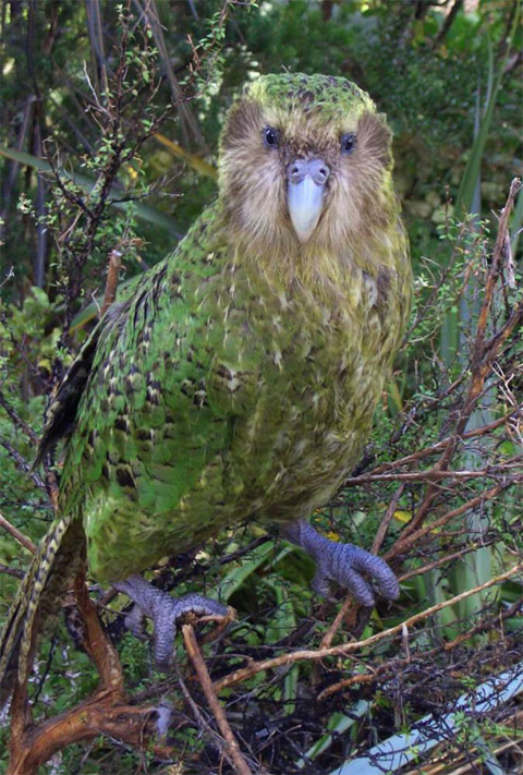 Picture 2 of Magically rare parrot born from stamping eggs