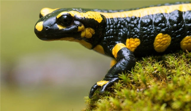 'Magically' the whole process of forming salamander from ... one cell