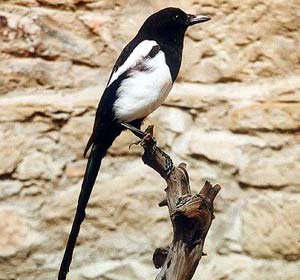 Magpie images 1