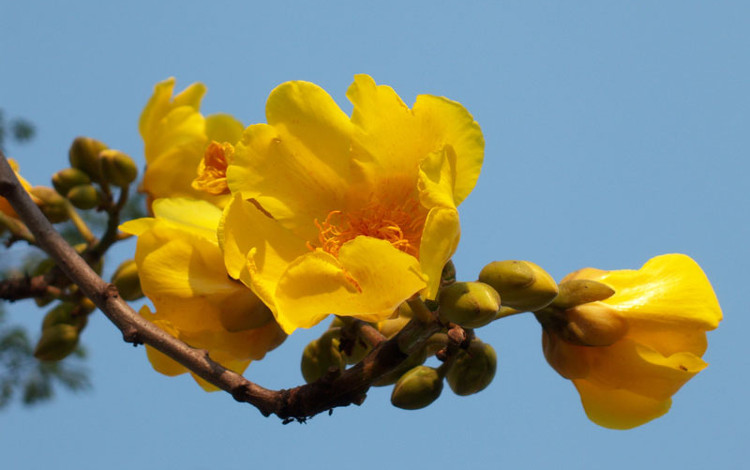 Picture 10 of Mai hoa dang - beautiful flower that causes 'fever' in Vietnam