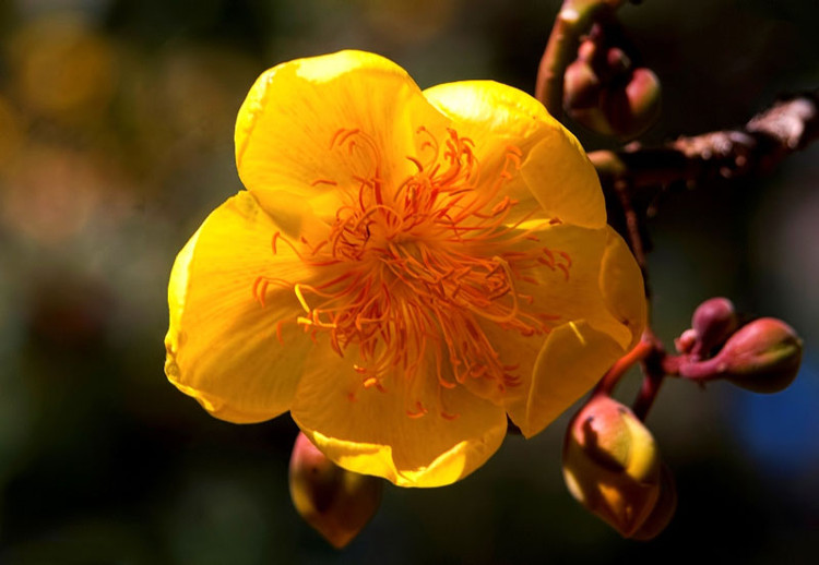 Picture 11 of Mai hoa dang - beautiful flower that causes 'fever' in Vietnam
