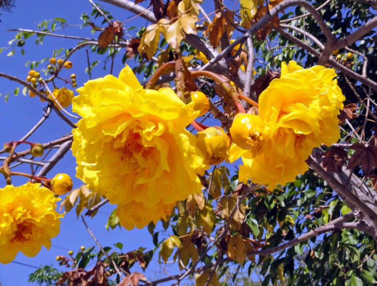 Picture 12 of Mai hoa dang - beautiful flower that causes 'fever' in Vietnam