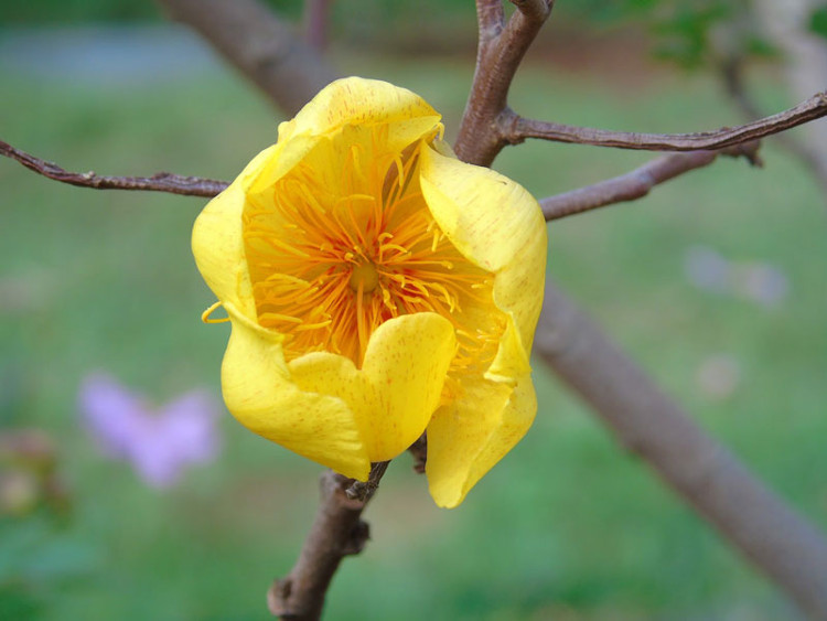 Picture 13 of Mai hoa dang - beautiful flower that causes 'fever' in Vietnam