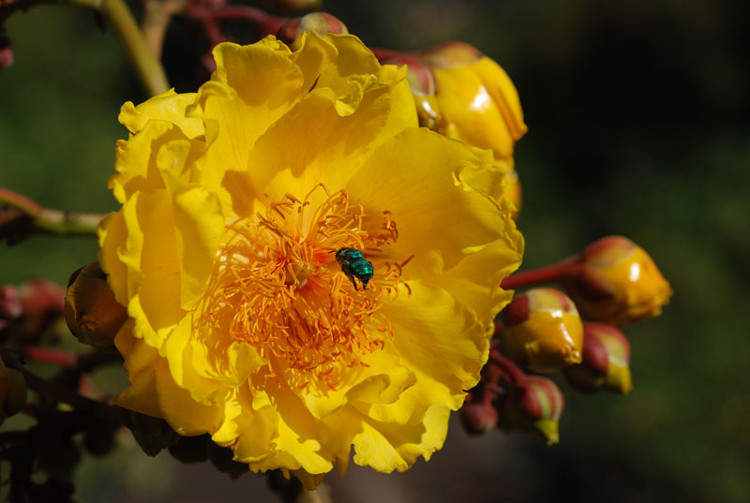 Picture 14 of Mai hoa dang - beautiful flower that causes 'fever' in Vietnam