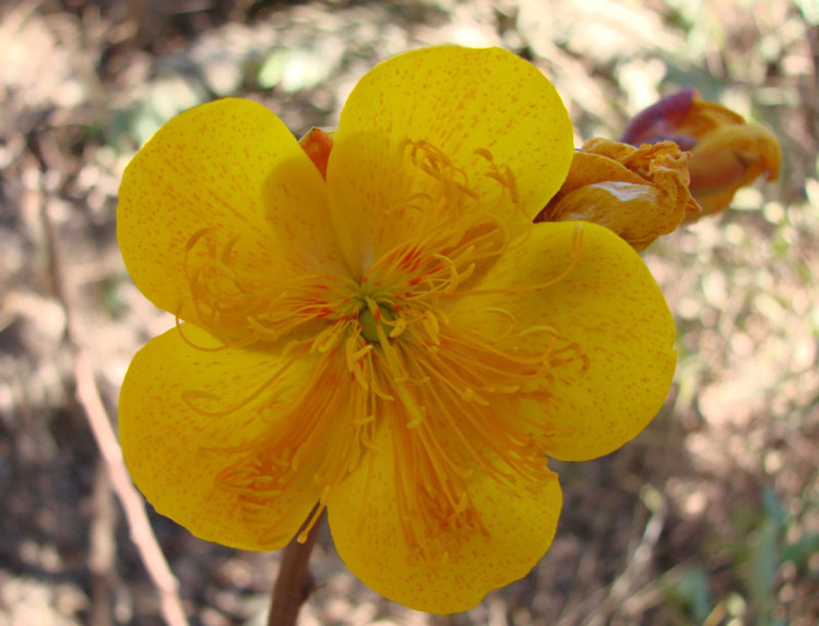 Picture 8 of Mai hoa dang - beautiful flower that causes 'fever' in Vietnam