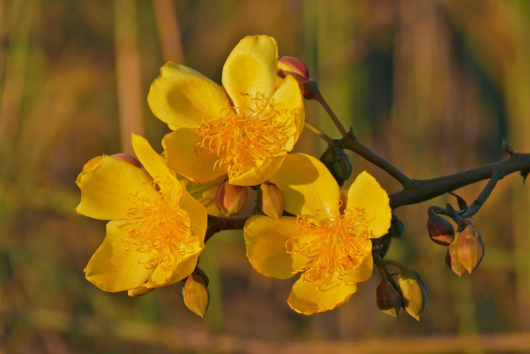 Picture 9 of Mai hoa dang - beautiful flower that causes 'fever' in Vietnam