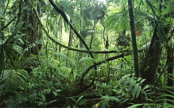 Picture 3 of Maiombe - Africa's natural wonder