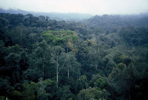 Picture 4 of Maiombe - Africa's natural wonder