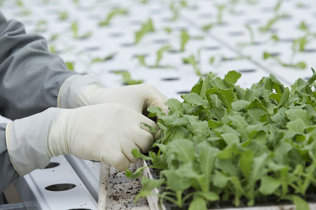 Picture 2 of Make farming easier thanks to greenhouse technology
