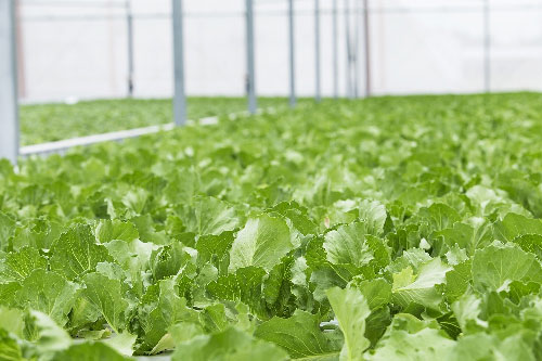 Picture 3 of Make farming easier thanks to greenhouse technology