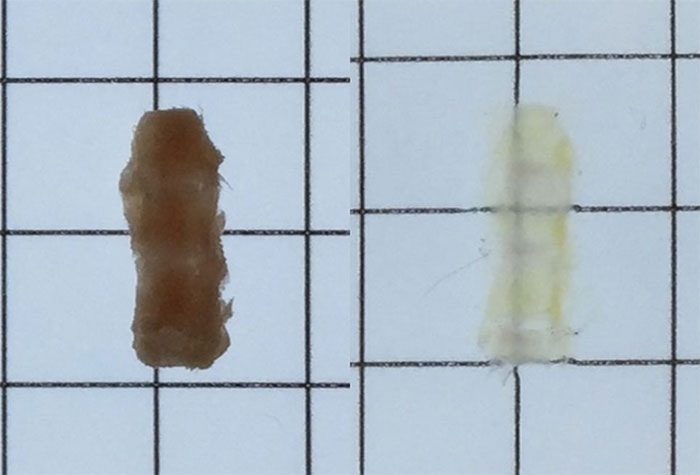 Picture 2 of Make rat bones transparent in the lab