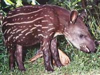 Picture 2 of Malay tapirs