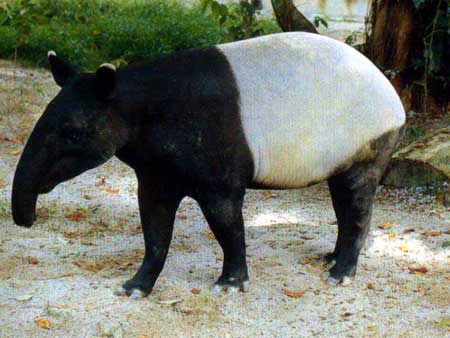Picture 3 of Malay tapirs