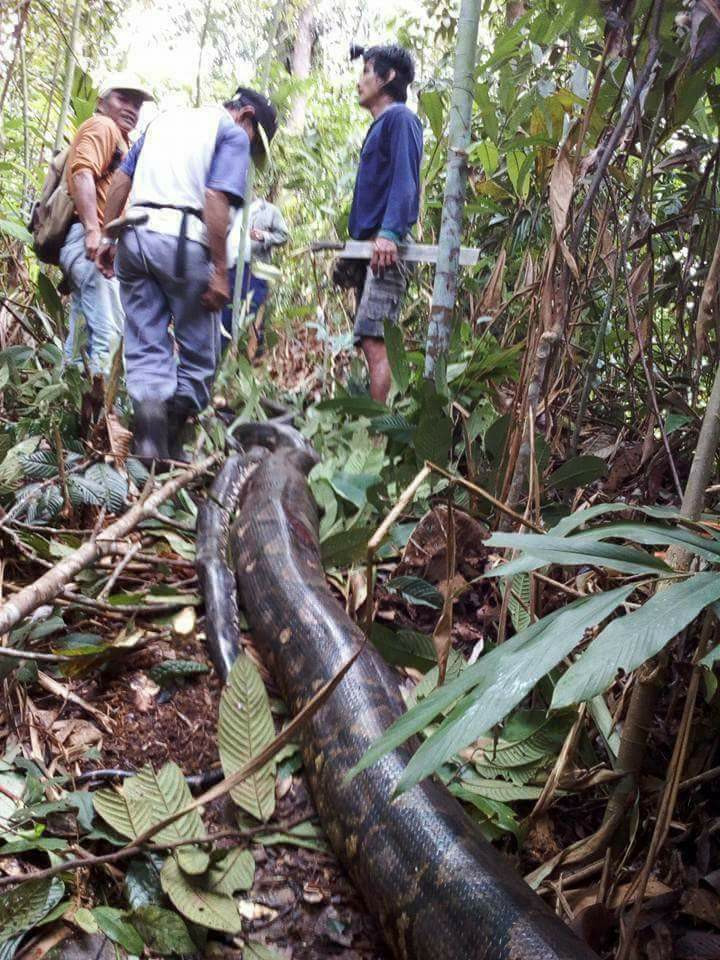 Picture 1 of Malaysia: Catching giant pythons weighing a huge weight has never been seen