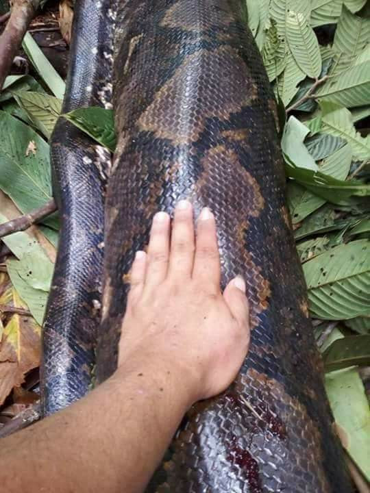 Picture 2 of Malaysia: Catching giant pythons weighing a huge weight has never been seen