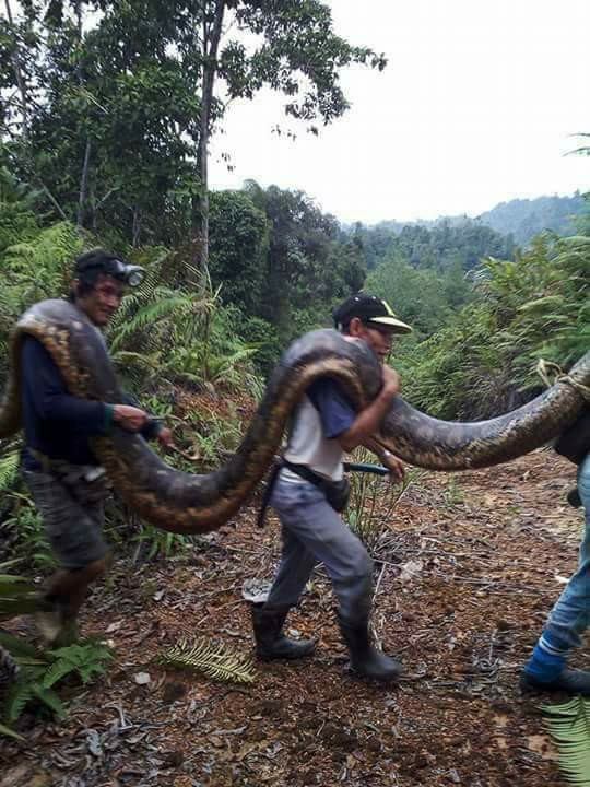 Picture 3 of Malaysia: Catching giant pythons weighing a huge weight has never been seen