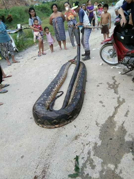 Picture 4 of Malaysia: Catching giant pythons weighing a huge weight has never been seen