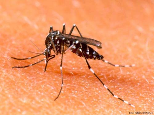 Picture 1 of Malaysia has dispersed 6,000 genetically modified mosquitoes