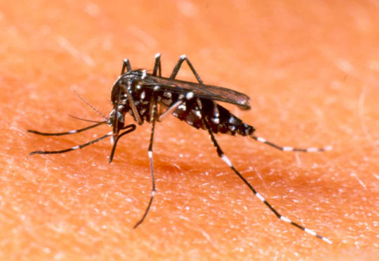 Picture 1 of Malaysia uses genetically modified mosquitoes to treat dengue fever