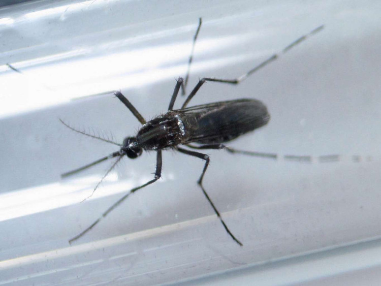 Picture 1 of Malaysian pregnant women first infected with Zika virus