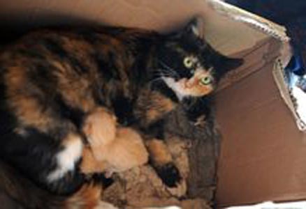 Picture 1 of Male cat with 3 kittens