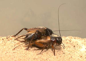 Picture 1 of Male crickets must choose between life and love