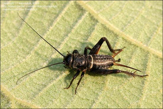 Picture 1 of Male crickets use scent to seduce
