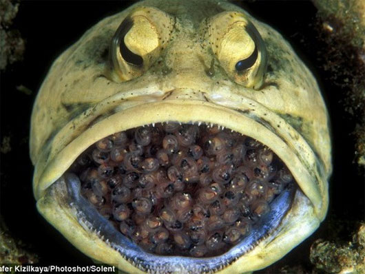 Picture 1 of Male jawfish hatched up to 400 eggs in the mouth