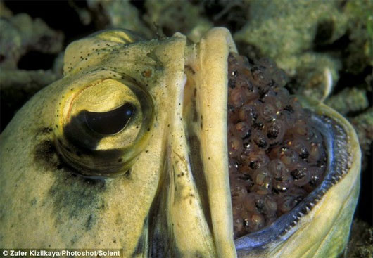 Picture 2 of Male jawfish hatched up to 400 eggs in the mouth