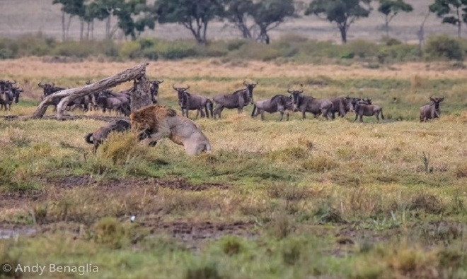 Picture 8 of Male lions abandon their partners to hunt antelopes