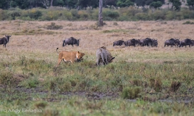 Picture 9 of Male lions abandon their partners to hunt antelopes
