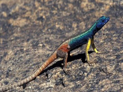 Picture 1 of Male lizards disguise to avoid being eaten