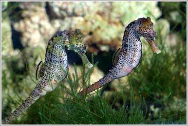 Picture 1 of Male seahorses - natural mothers