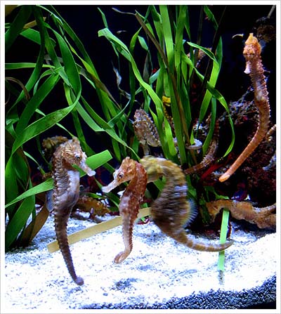 Picture 2 of Male seahorses - natural mothers