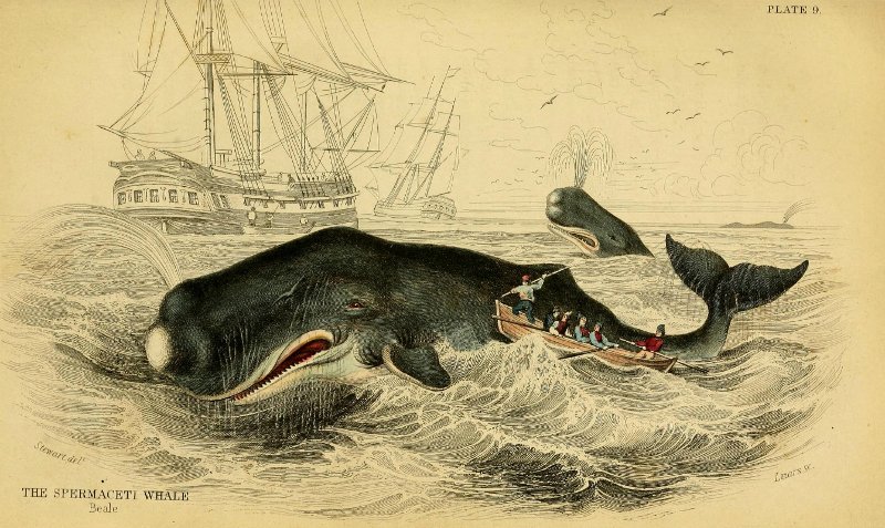 Picture 1 of Male sperm whales use the enemy's forehead and sink the boat
