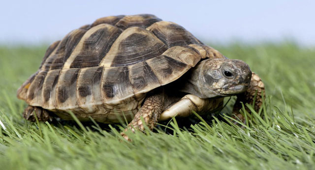 Picture 1 of Male turtles become females because of global warming
