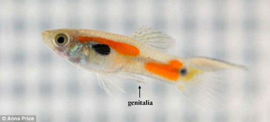 Picture 1 of Males use prongs to mate females