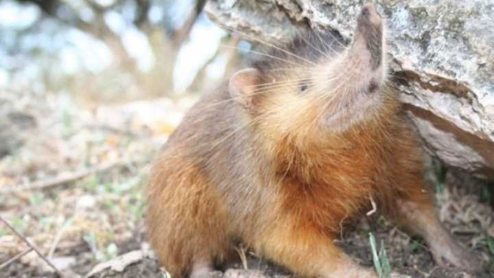Picture 4 of Mammals contain toxins